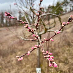 23-03-12 14-48-55 4800